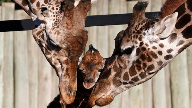 Filhote de girafa de seis dias recebe carinho dos pais em zoológico de Buenos Aires, na Argentina, nesta terça-feira (16)