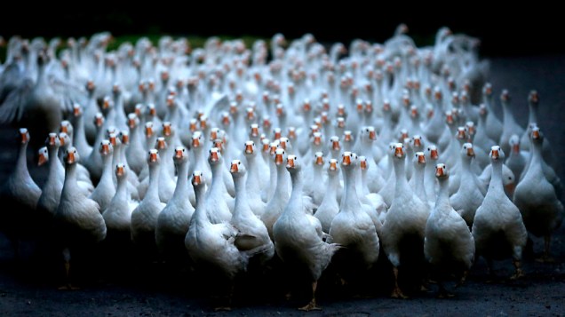 Um bando de 150 gansos atravessa a rua em Duisburgo na Alemanha