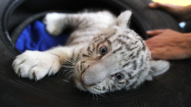 Primeiro tigre de bengala branco nascido em cativeiro no Peru foi apresentado nesta segunda-feira (05), no zoológico de Huachipa, em Lima