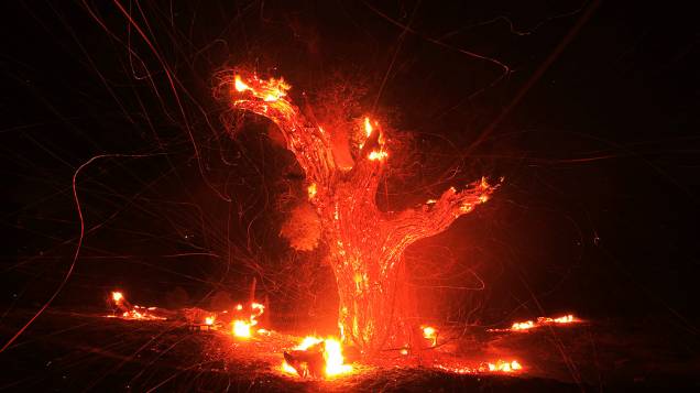 Árvore de carvalho pega fogo perto Banning, Califórnia. Um incêndio florestal atingiu uma estrada ao sul de Banning, e em poucas horas tinha atingido mais de 5.000 hectares, nos Estados Unidos