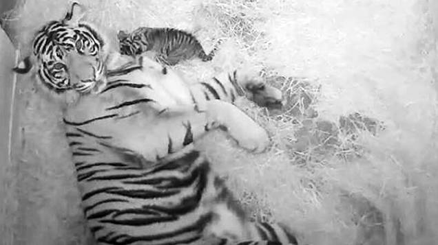 Nascem dois raros tigres de Sumatra no zoológico Nacional em Washington (EUA). Na manhã desta quinta-feira (08) uma câmera instalada na jaula permitia ver, no site do zoológico, os pequenos felinos brincando com a mãe