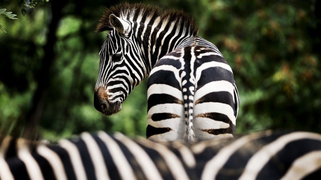 Zebra fotografada no zoológico de Pequim. Inaugurado em 1906, durante a Dinastia Qing, é um dos mais antigos da China,  com mais de 14 mil animais