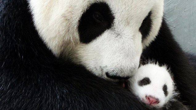 Imagem divulgada nesta terça-feira (13), mostra panda nascido em 6 de julho com a mãe em zoológico de Taipé (Taiwan)