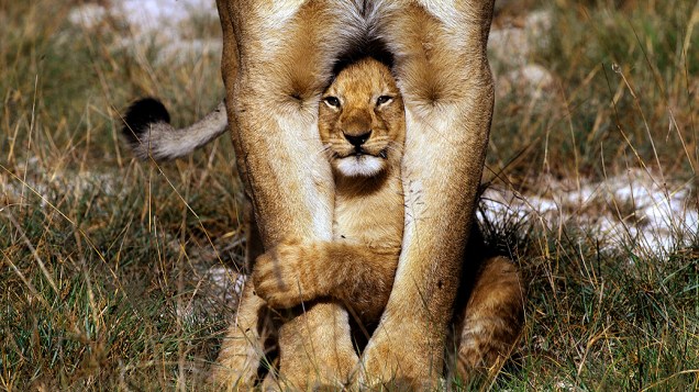 Um filhote de leão é fotografado à espreita das pernas de sua mãe. Laura Romin e Larry Dalton de Utah, EUA, passaram dias com a leoa e seus três filhotes em área de conservação Ndutu, Tanzânia, antes de chegar a sua foto perfeita do filhote brincalhão