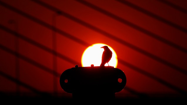 Um corvo é visto durante o pôs-do-sol em Belgrado, na Sérvia