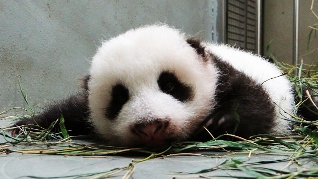 Filhote de panda nascida em 7 de julho abre os olhos em zoológico de Taipé (Taiwan)