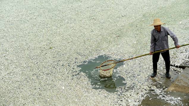 Morador limpa peixes mortos do rio Fuhe em Wuhan. Segundo a mídia local, cerca de 30 mil kg de peixes mortos foram registrados. O governo municipal Wuhan anunciou que altos níveis de amônia foi encontrada na água, na China
