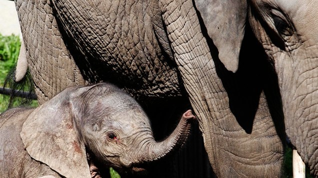 Filhote de elefante brinca com mãe no zoológico Schoenbrunn em Viena, na Áustria, nesta quinta-feira (05)