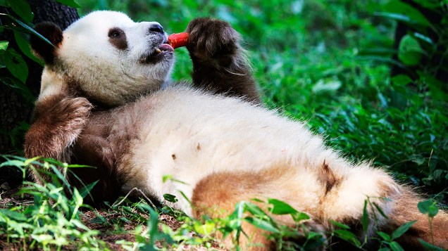 Panda gigante come uma cenoura em uma área de preservação natural em Qinling, na província de Shaanxi (China), nesta terça-feira (10)