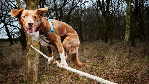 Um cachorro britânico quebrou o recorde mundial registrado no Guinness Book de cão mais rápido a atravessar uma corda bamba. Ozzy, como é conhecido o animal, conseguiu passar por uma corda de 3,5 metros em 18,2 segundos