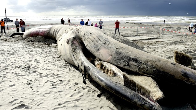 Pessoas olham a carcaça de uma baleia de 6 metros morta na praia de Gravenzande, na Holanda