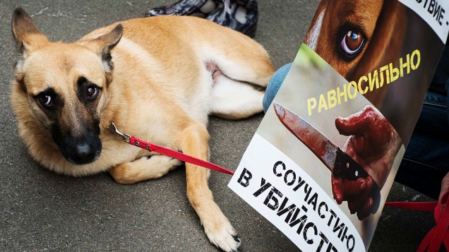 Ativistas participaram de um comício para defender os direitos dos animais abandonados em frente ao Ministério do Interior em Kiev, nesta terça-feira (17)