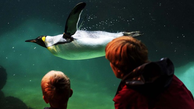 Pinguim nada em seu aquário no zoológico de Zurique na Suiça