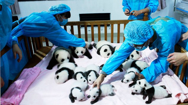 Criadores cuidam de filhotes de panda gigante dentro de um berço em Chengdu, província de Sichuan, China