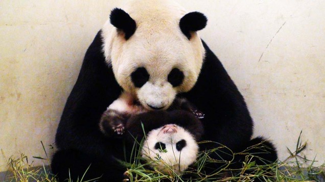 Filhote de panda gigante nascido em 7 de julho, brinca com a mãe no zoológico de Taipé, em Taiwan, nesta quinta-feira (26)
