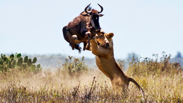 Fotógrafo Jacques Matthysen registra o pulo de um Gnu a uma altura de 2 metros para escapar de ataque de leoa. A cena ocorrida na reserva de Kariega (África do Sul)