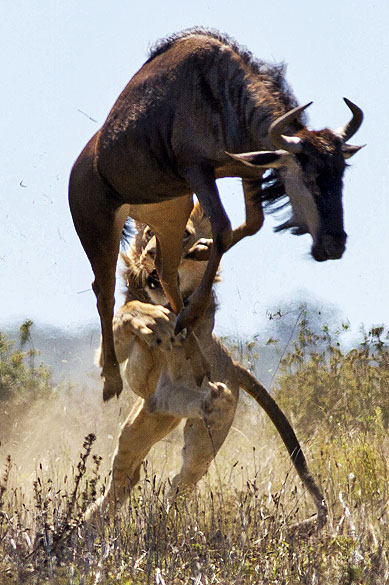 Fotógrafo Jacques Matthysen registra o pulo de um Gnu a uma altura de 2 metros para escapar de ataque de leoa. A cena ocorrida na reserva de Kariega (África do Sul)