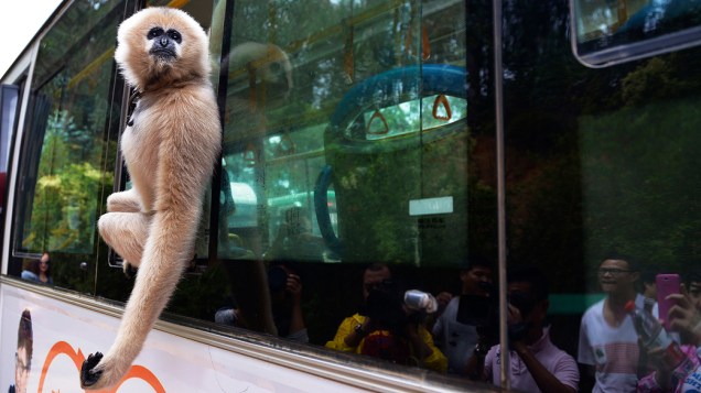 Gibão chamado Lele olha para fora de uma janela de um ônibus que viaja para o Yunnan Wildlife Park, em Kunming. Uma nova linha de ônibus iniciou a sua operação de teste acompanhado por alguns animais como uma campanha promocional, na China