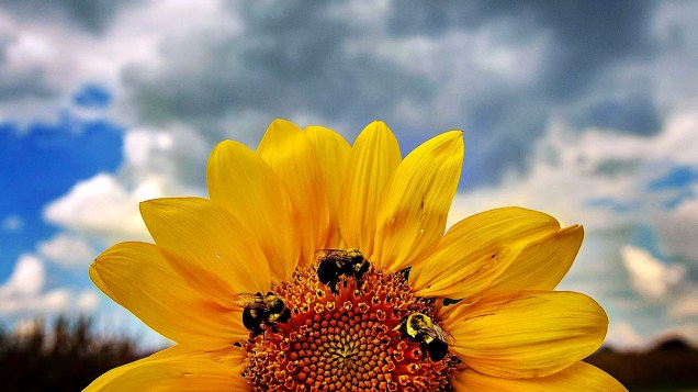 Abelhas coletam pólen de um girassol no Agricenter, em Memphis, no Tennessee (EUA), nesta quinta-feira (26)