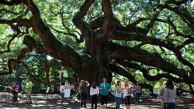 Viitantes observam a árvore de carvalho Angel Oak em Charleston, Carolina do Sul. Um grupo com o objetivo de preservar a árvore para as próximas décadas está correndo contra um prazo cair para aumentar a 1.200 mil dólares necessários para proteger a terra que os ambientalistas dizem que prejudicaria a saúde do carvalho