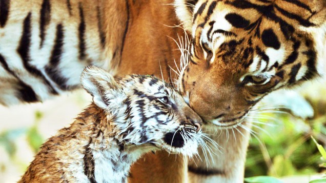 Fêmea filhote de tigre Sahaja recebe carinho de sua mãe, Cindy no zoológico de Halle, na Alemanha