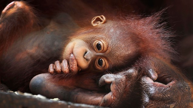 Bebê orangotango ao lado de sua mãe em um zoológico de Cingapura