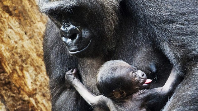 Gorila Shira segura seu filhote nos braços no zoológico de Frankfurt, na Alemanha