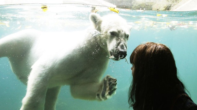 Visitante olha para urso polar Luka em uma piscina no zoológico de Wuppertal, na Alemanha