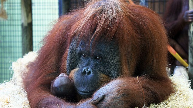 Orangotango é visto com seu filhote no zoológico de Barcelona, na Espanha