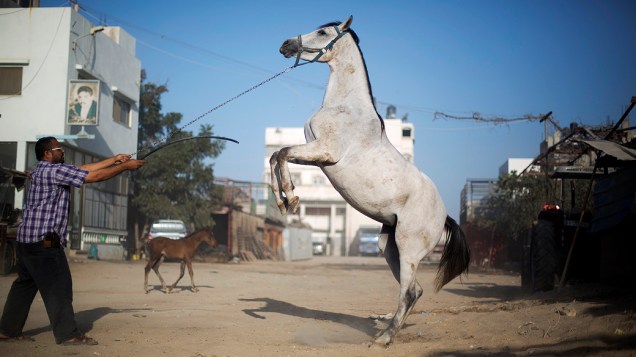 Palestino treina um cavalo na cidade de Gaza 