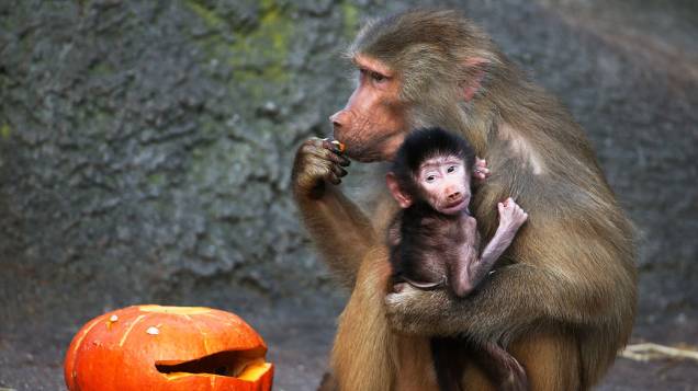 Babuíno com seu bebê come uma abóbora no zoológico Hagenbeck, em Hamburgo, norte da Alemanha