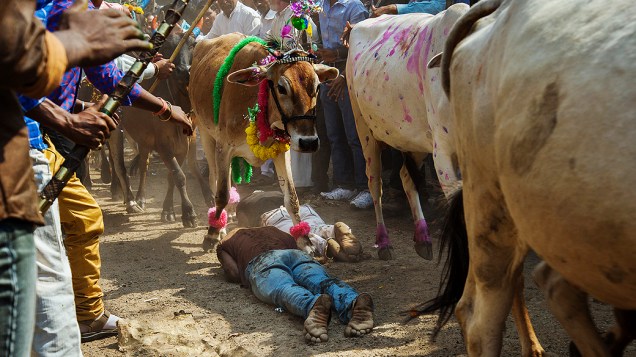 Devotos hindus deitam no chão, no local de passagem de vacas, durante o ritual do festival Govardhan Puja, em Dhar, nesta segunda-feira (4)