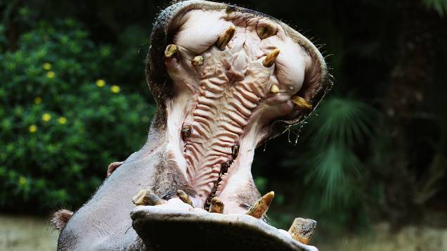Hipopótamo escancara a boca em zoológico, na Alemanha