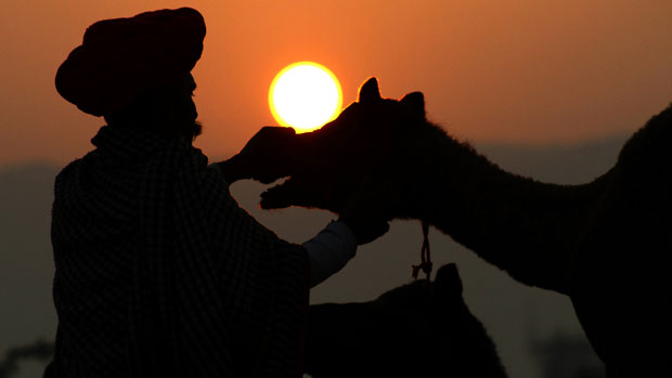 Comerciante verifica os dentes de um camelo na feira anual de gado, em Pushkar, na Índia