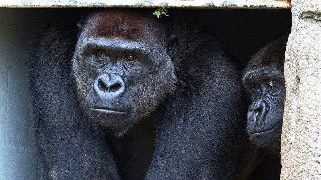 Gorilas nascidos nas planícies da França são vistos no zoológico Taronga, em Sydney, Austrália