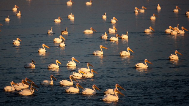 Pelicanos são vistos ao pôr do sol em um reservatório de água no Vale Emek Hefer, norte de Israel