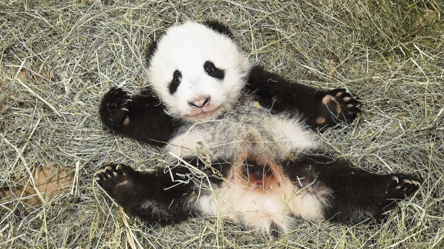 Fotografia divulgada pelo Zoológico Schoenbrunn em Viena, na Áustria mostra o panda recém-nascido Fu Bao, que significa Leopardo Feliz em mandarim. A instituição é a única da Europa onde estes animais se reproduzem naturalmente