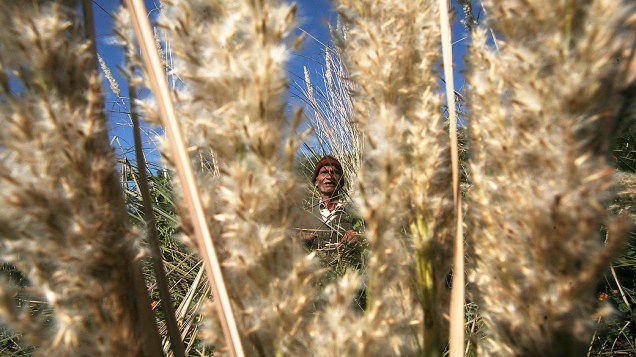 Homem corta grama seca em um campo nos arredores de Jammu, na Índia
