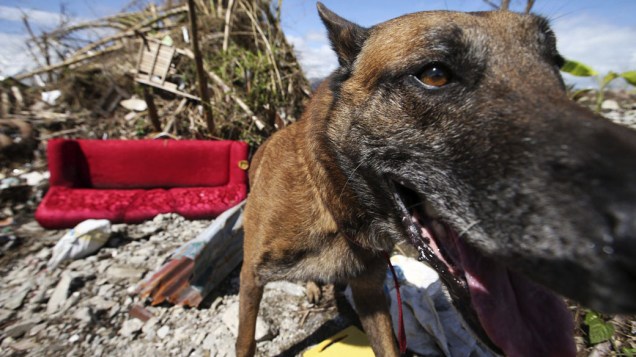 Em Tacloban, cão procura por sobreviventes do tufão Haiyan, nas Filipinas