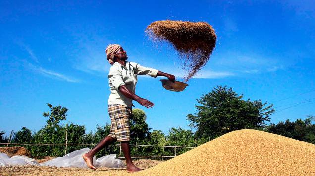 Agricultor peneira grãos de arroz em um campo nos arredores de Agartala, na Índia