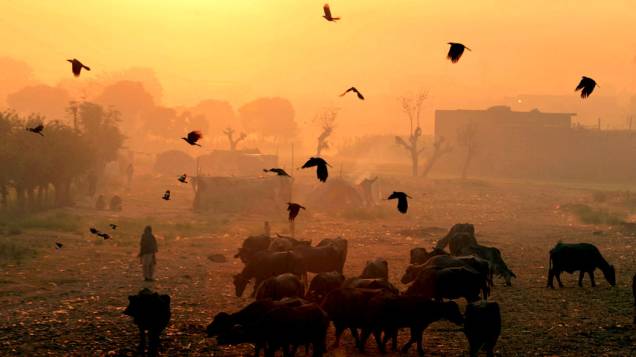 Búfalos pastam durante o pôr-do-sol em Lahore, no Paquistão