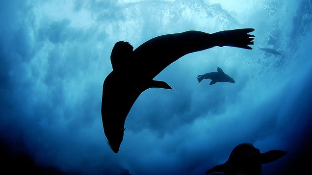 Imagem divulgada nesta quinta-feira (28), pela pela organização de conservação marinha Oceana, mostra um lobo-marinho habitante do arquipélago Juan Fernandez na costa continental do Chile