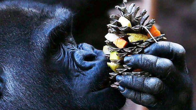 Gorila é visto comendo frutas e legumes frescos no zoológico de Palmyre, na França