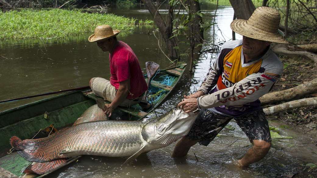 Pescadores carregam pirarucu pescado no rio Solimões, um dos principais afluentes do rio Amazônas