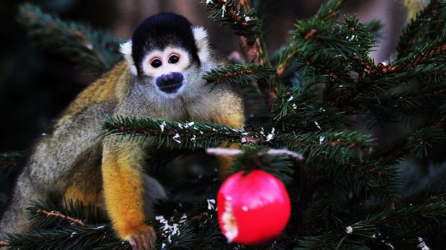 Macaco come em bolas de Natal recheadas em zoológico, na Inglaterra
