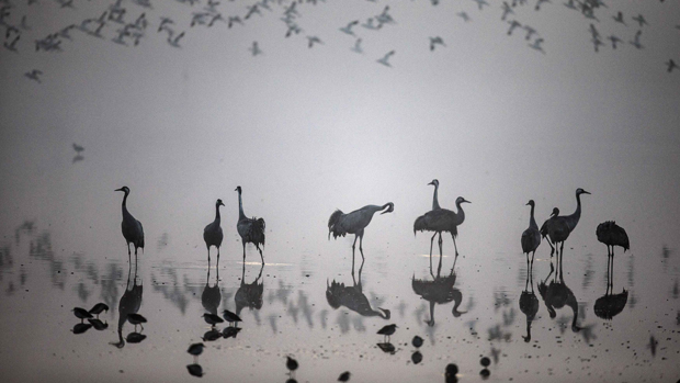 Aves migratórias no Parque Nacional de Hula, ao norte de Israel