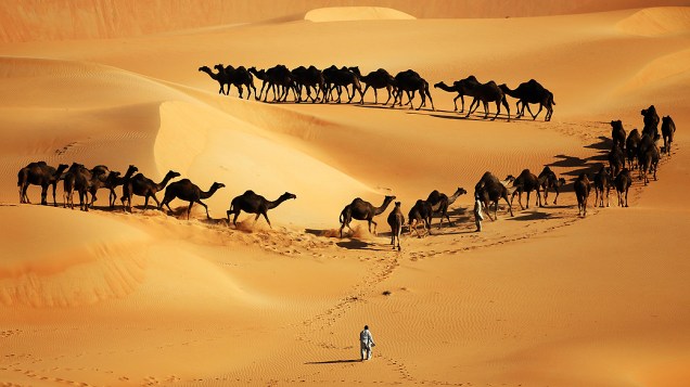 Camelos fotografados em dunas, nos Emirados Árabes