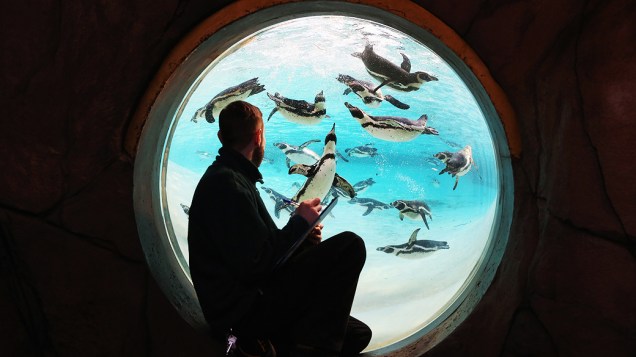 Funcionário do zoológico de Londres olha para o tanque de pinguins durante realização da contagem anual 