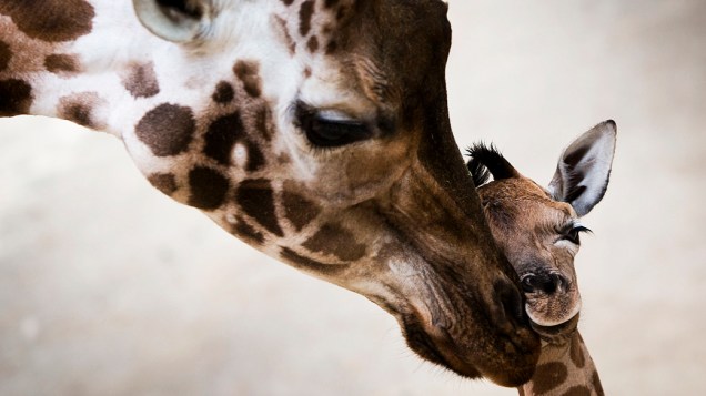 Girafa recebe carinho da mãe em zoológico de Kronberg, na Alemanha