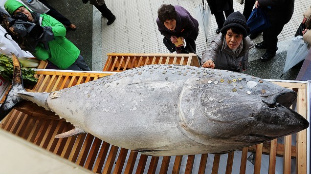 Mulher coloca uma moeda sobre um atum de 2,6 metros de comprimento, 260 kg de peso em um santuário da seita Ebisu do xintoísmo, em Nishinomiya, no Japão. A seita considera o peixe uma divindade relativa aos negócios